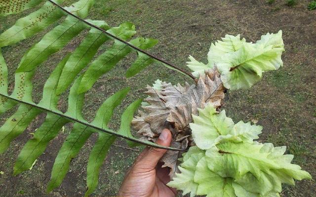 这种野草神农氏称为"猴姜",农村树上很多,晒干后一斤6元