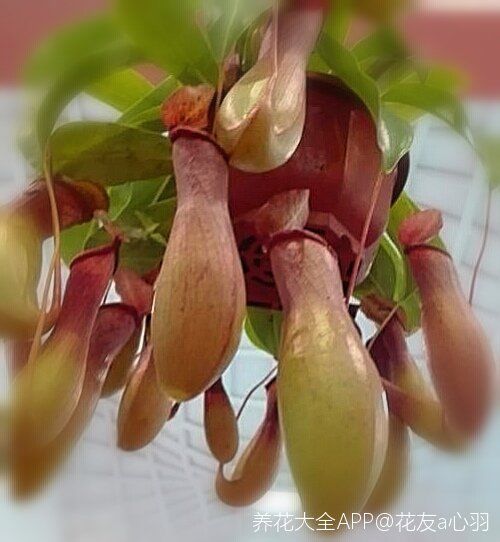 猪笼草是不耐寒的,所以养护的时候,外界温度要高一点,最好是在20摄氏