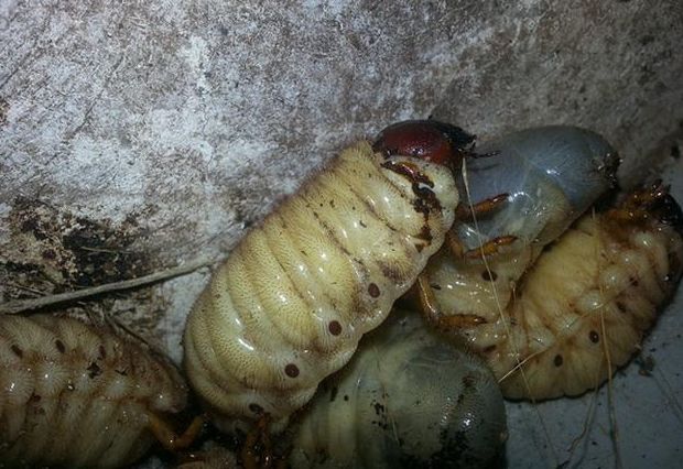 男子在家中打扫后院,结果泥土里发现的东西,让他立马停止工作!