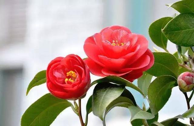 丽江玉峰寺万朵茶花的照殿红奇景你见过吗