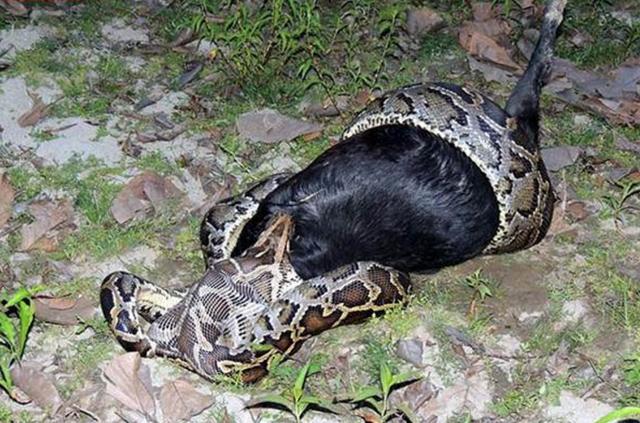 他们走在自然保护林区突然眼前的蛇吞羊一幕令人毛骨悚然