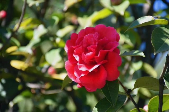 丽江玉峰寺万朵茶花的照殿红奇景你见过吗