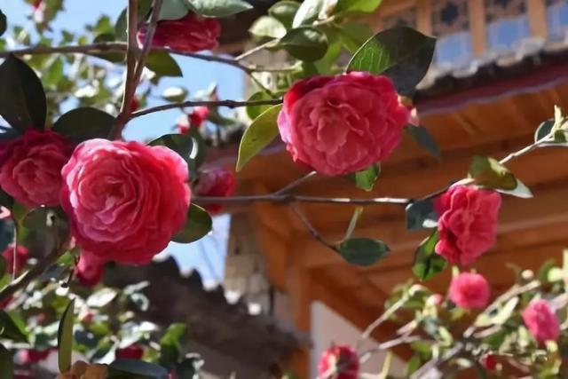 丽江玉峰寺万朵茶花的照殿红奇景你见过吗