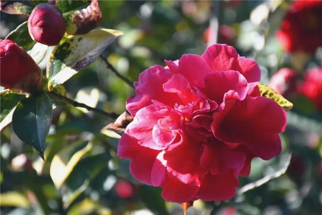 玉峰寺|万朵山茶|茶花_新浪新闻