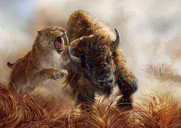 剑齿虎是如何捕猎的,长有一对大长牙,有人认为是食草类的动物?