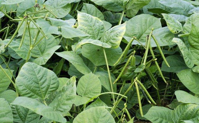绿豆清热解毒,止咳消暑,农民种植掌握病害防治,收获高产绿豆
