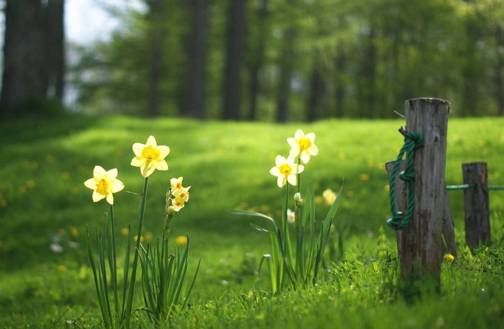 唐代诗人写下一首千古绝诗,古木又逢春,道尽春天的意境和力量