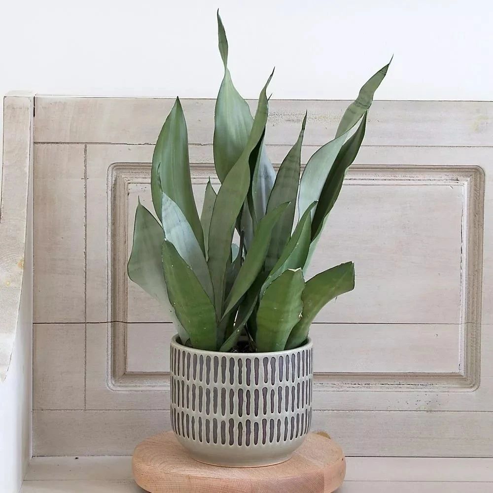 这些观叶植物很适合养室内遮阴处种花盆里特好照顾