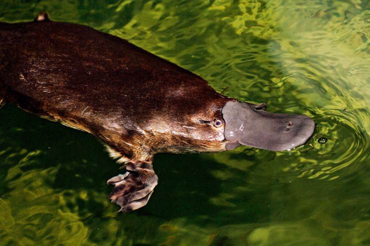 鸭嘴兽虽能在水中生活但在澳洲山火的威胁下成了隐形受害者