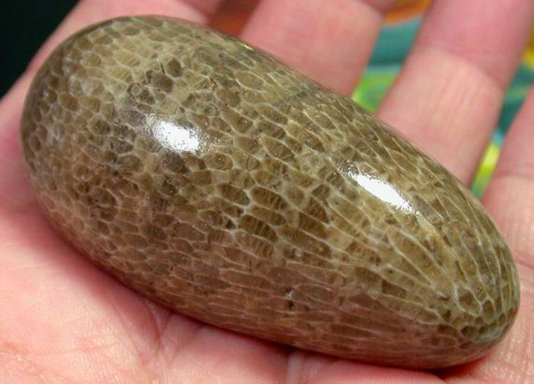 这种石头有太阳图案,历经上亿年磨练,遇水时会"现身"|珊瑚|化石|图案