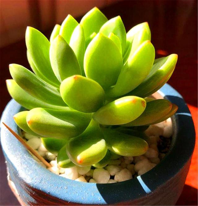 多肉凝脂莲耐寒耐热爱爆头3个小技巧轻松养成果冻色