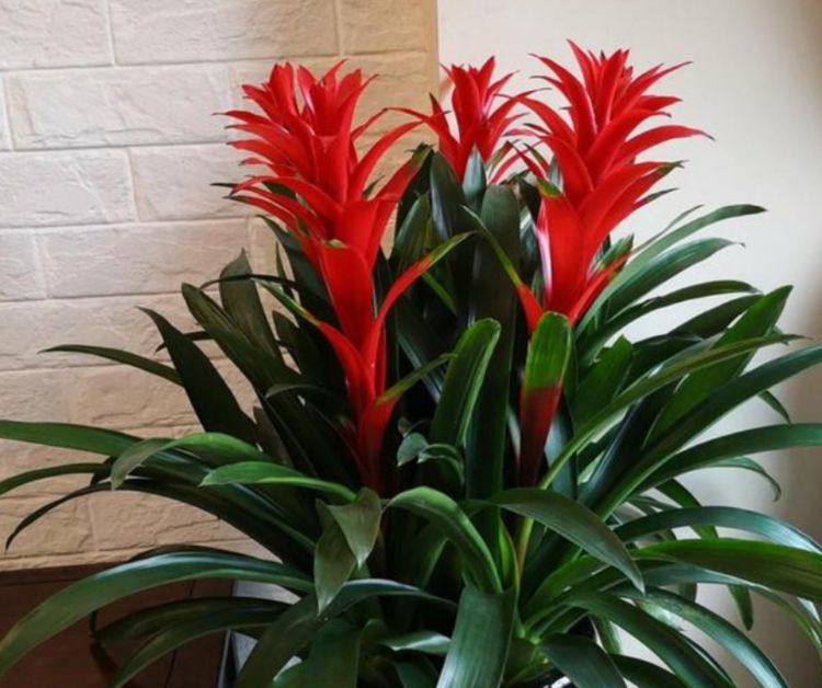 有"天然加湿器"之称2红掌,寓意红掌一花独秀,寓意大展宏图鸿运当头