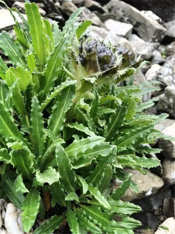 四川卧龙发现巴朗山雪莲,全世界不到500株,比大熊猫还要珍贵