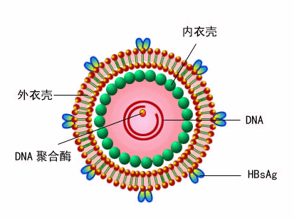 乙肝抗病毒药物,控制肝炎不再进展,前沿特点靶向性和低剂量