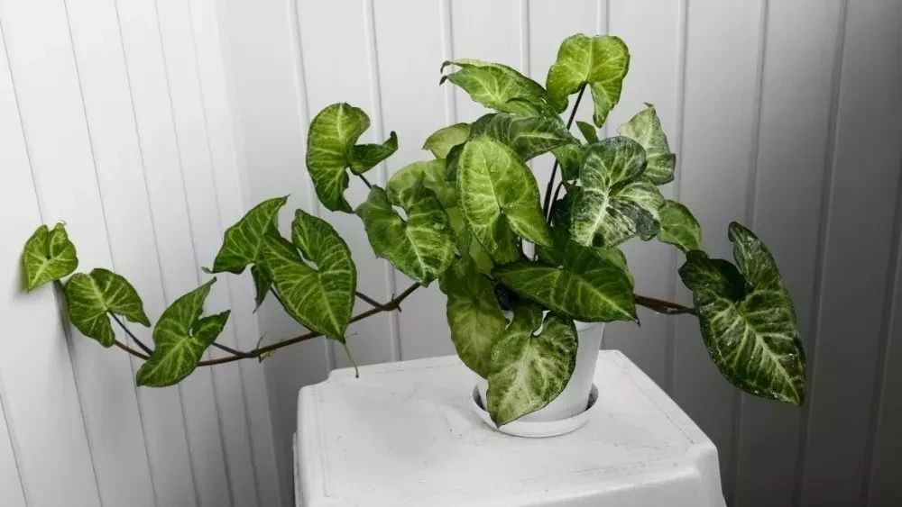 这些观叶植物很适合养室内遮阴处种花盆里特好照顾