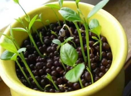 喜欢吃柠檬就自己动手盆栽,将种子埋土里,第二年就能分株移栽