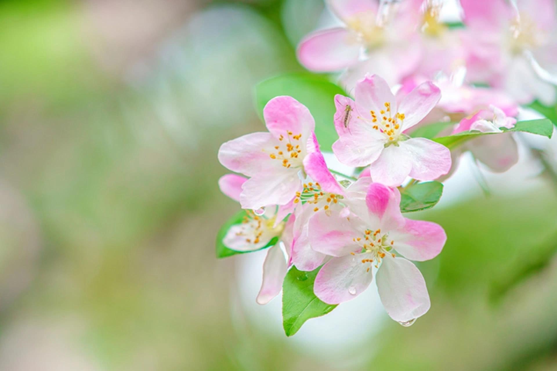 海棠花,素有"国艳"的美誉