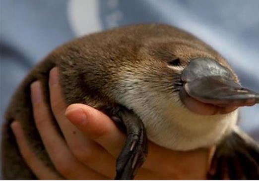 鸭嘴兽虽能在水中生活但在澳洲山火的威胁下成了隐形受害者