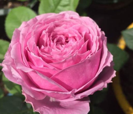 新手养花,不如养盆花中精品"泰姬",开花爆盆似美姬,奇特美丽