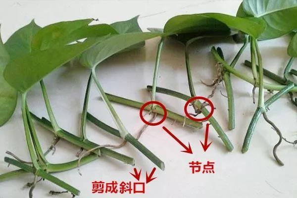 绿萝有变身术学会两种扦插方法养爆盆满眼绿油油