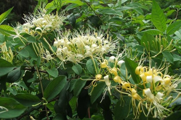 金银花又叫鸳鸯藤,花开两种颜色,带有微微的香气,用来泡水喝