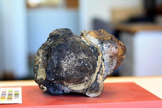 这些值钱的动物便便,不仅罕见用途很多|龙涎香|抹香鲸|猫_新浪新闻