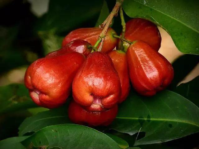 马来西亚特产水果名字叫扑通红色的果子跟桃子一样
