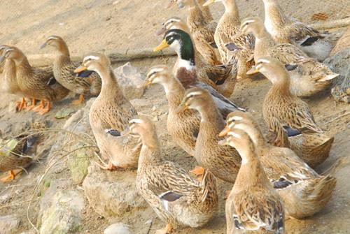 10万绍鸭军团支援巴铁灭蝗这种方法可行吗看完明白了