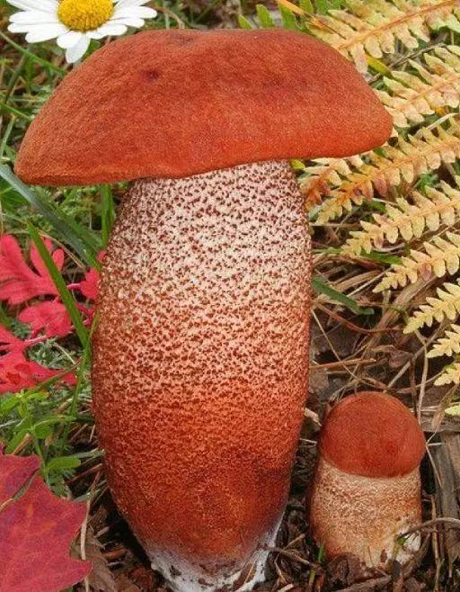 心理测试哪种蘑菇的毒性最大测你下段恋情是姻缘还是孽缘