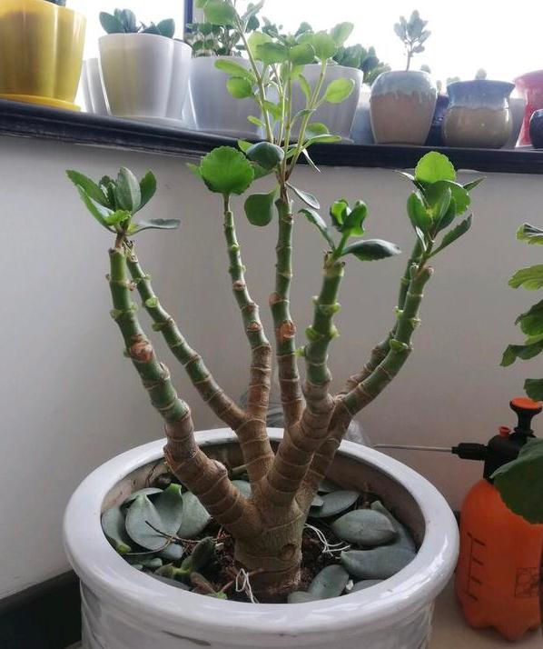 如何养护长寿花盆栽能开花多将枝干剪一剪老桩照样多开花