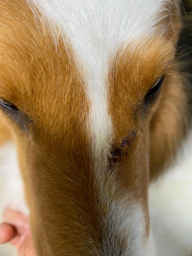 大家给我狗子起个名:叫刀疤?辛巴?