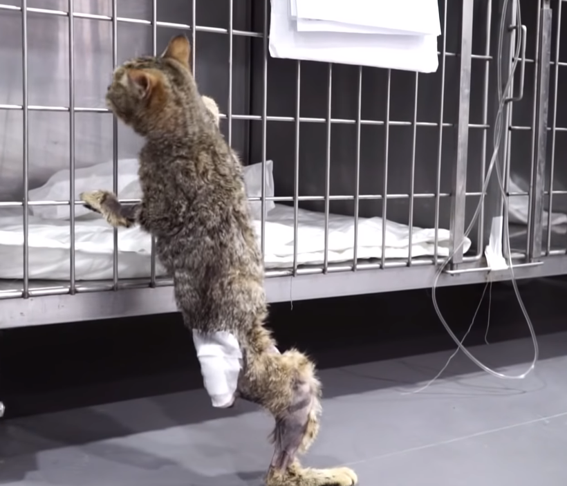猫咪被截肢了一条腿,却不甘愿做残疾猫,它努力的样子让人感动