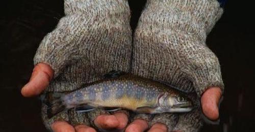 全球各国纷纷嫌弃的入侵鱼,咱们却要400多元一斤,真是难得美味