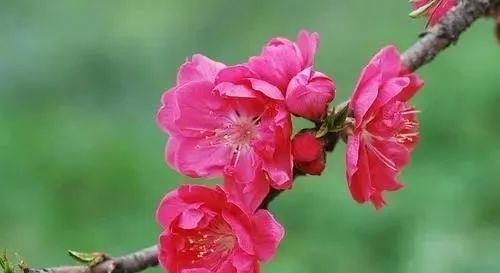 3月,桃花入命,喜鹊叫,有贵人相助,好事不断,好日子来临了