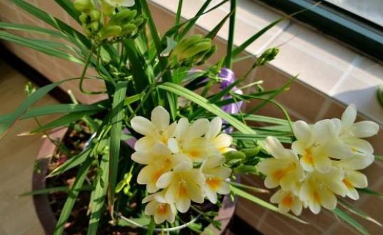 在家养盆小苍兰,堪比喷了空气清新剂,春天开花观赏价值高