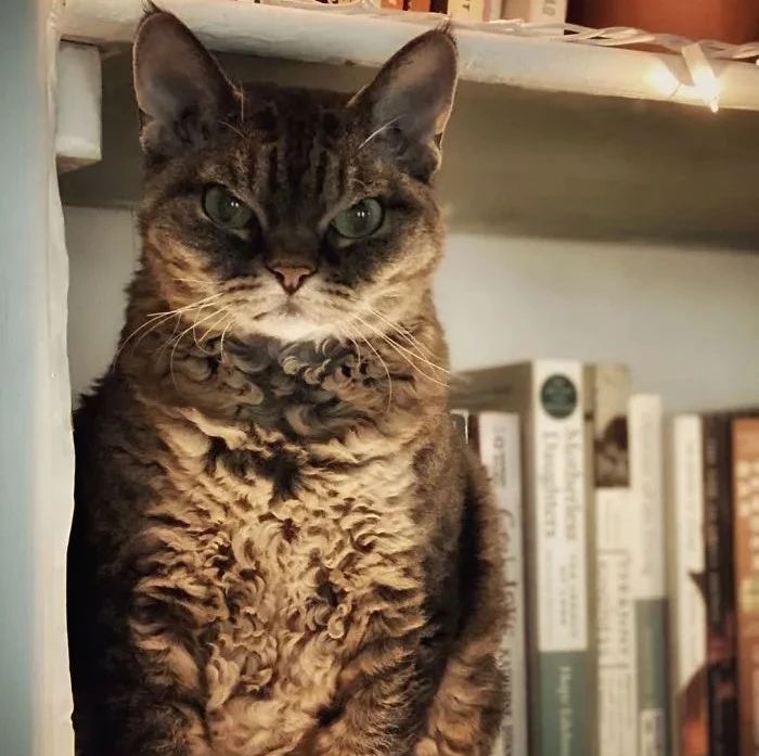 又一只长相超凶的猫,在网上走红了