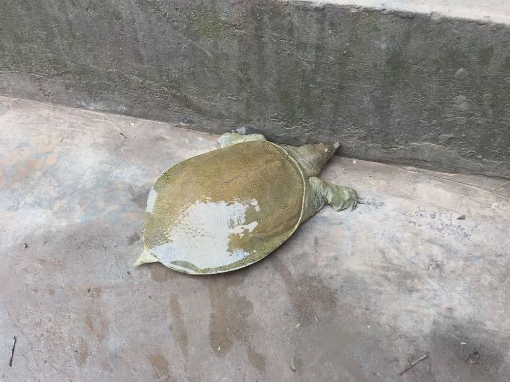 农民称为"泥龟",30年前农田中多见,如今卖到了60多一斤