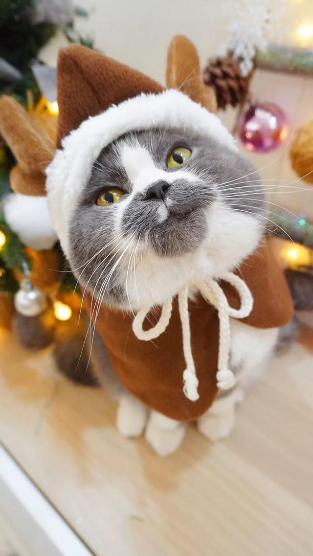 网友家的渣猫全身上下都在说爱你