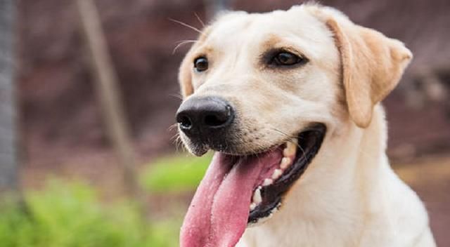 如果在金毛和拉布拉多犬做一个选择 我愿意养金毛 金毛 拉布拉多 金毛猎犬 新浪新闻 如果在金毛和拉布拉多犬做一个选择 我愿意养金毛 金毛 拉布拉多 金毛猎犬 新浪新闻