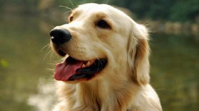 如果在金毛和拉布拉多犬做一个选择 我愿意养金毛 金毛 拉布拉多 金毛猎犬 新浪新闻 如果在金毛和拉布拉多犬做一个选择 我愿意养金毛 金毛 拉布拉多 金毛猎犬 新浪新闻