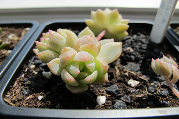 盆栽多肉植物子持白莲的养护方法