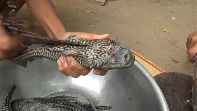 小伙钓到4条清道夫鱼看起来特别肥煮好吃时发现肉好少