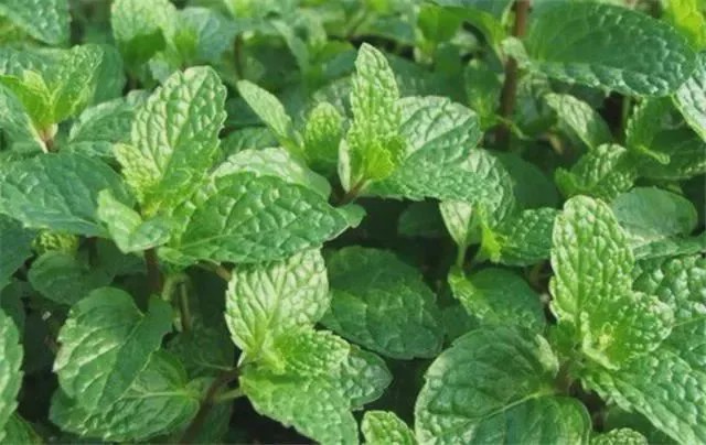 农村有种野菜,被人称为"鱼香菜",市面卖8元一斤,遇到请带走