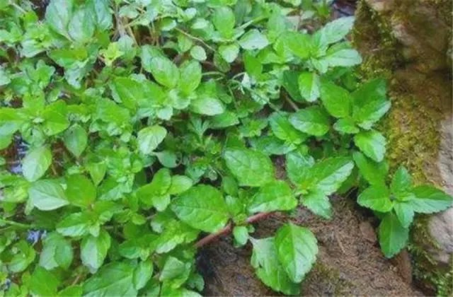 农村有种野菜,被人称为"鱼香菜",市面卖8元一斤,遇到请带走