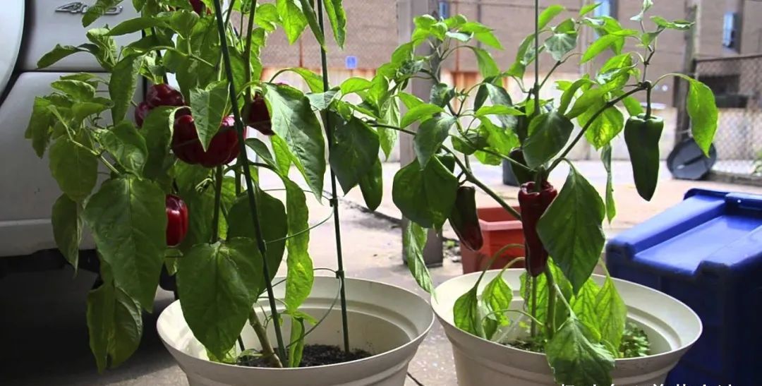 适合栽种在花盆种的甜椒春暖后播种很容易开花结果
