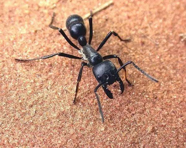 世界上最毒的蚂蚁,一旦被它咬中,疼痛像被子弹击中!