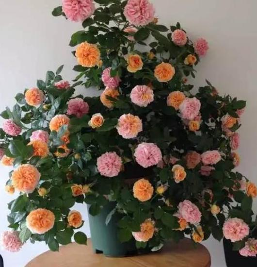 新手初期养花当选盆栽月季,养护省心省事,可居家四季赏花