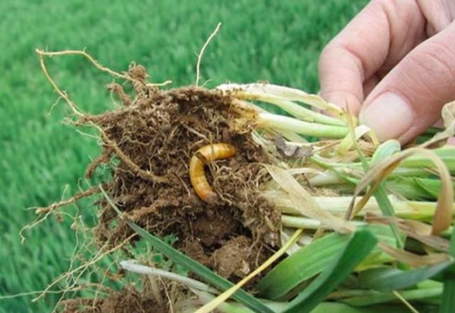 还没有惊蛰农村里的虫子就多了为什么害虫没有被冻死