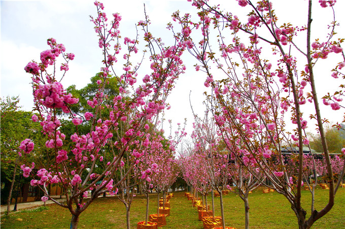 佛山南丹山樱花绽放浅浅匀红景区复开后赏花正当时
