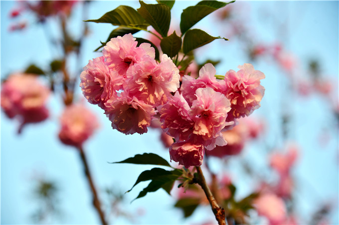 佛山南丹山樱花绽放浅浅匀红景区复开后赏花正当时